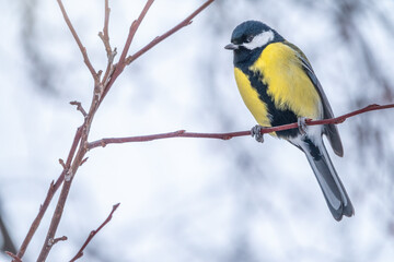 Cute bird Great tit, songbird sitting on a branch without leaves in the autumn or winter.
