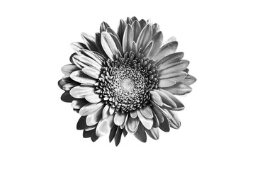 One silver gerbera flower white background isolated closeup, black & white petals daisy, shiny gray metal leaves, single decorative grey chamomile, monochrome floral vintage decoration, design element