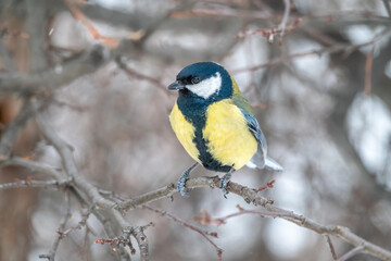 Fototapeta premium Cute bird Great tit, songbird sitting on a branch without leaves in the autumn or winter.