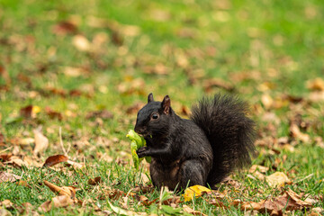 Naklejka na ściany i meble close up of one cute black squirrel sitting on brown fall leaves filled grass field eating a piece of green leaf