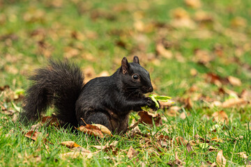 close up of one cute black squirrel sitting on brown fall leaves filled grass field eating a piece of green leaf