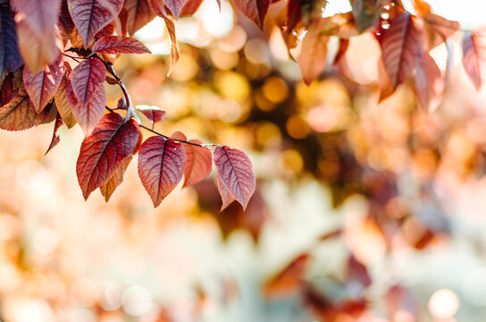 Red fall leaves