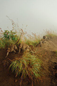 Monkeys in the Wild