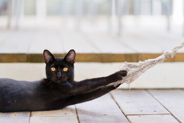 Big eyes black cat playing with rope