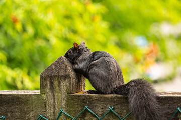 a tired black squirrel resting on the pier of the wooden fence in the park with green bushes in the background