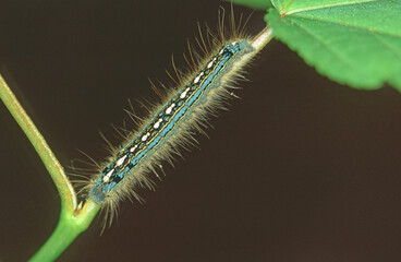 Eastern Tent Caterpillar (Malacosoma americanum)