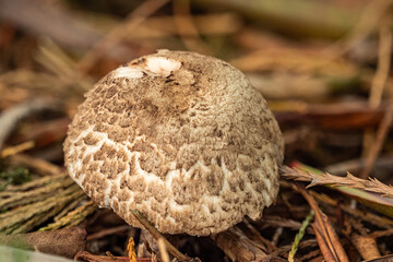 close up of a big brown mushroom grown on pine needles filled ground in the park