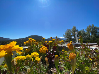 sunflowers in the mountains