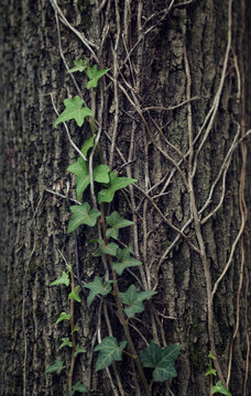 ivy in the forest