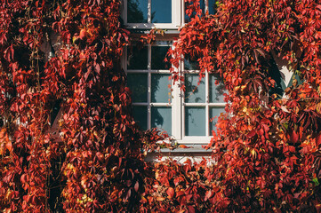 Window Framed by Virginia Creeper