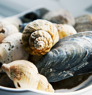 Seashells