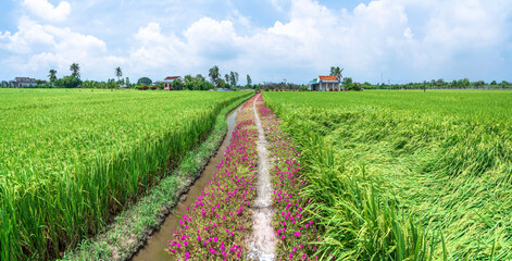 Portulaca grandiflora flowers bloom along the trail leading to the farmer's house with two beautiful and peaceful young rice fields