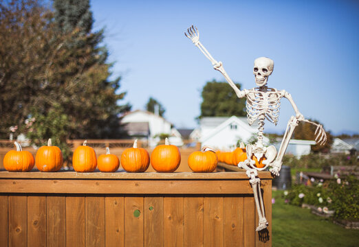 A decorative skeleton and a row of pumpkins sit on a fence.