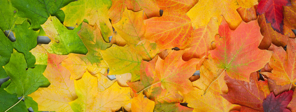 Leaves: Leaf Background Runs Green To Red