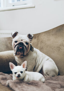 Portrait of an English Bulldog and a Chihuahua