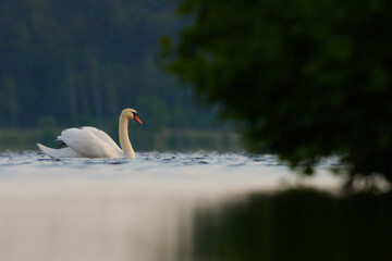 Swans in Slokas lake at sunset