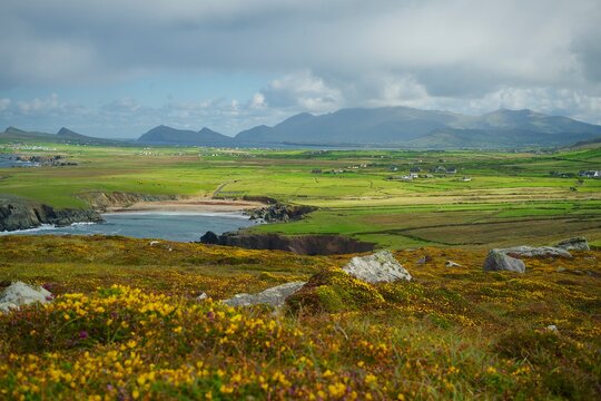 Flowers and Rocks ion the Irish Coast