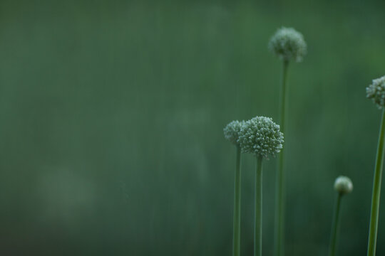Onion