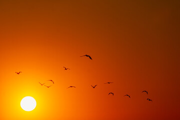 Silhouette of a flock of birds flying in an orange and yellow sky, with a glowing, yellow sun at sunset on the first day of fall at the wetlands in Huntington Beach, California. - Powered by Adobe