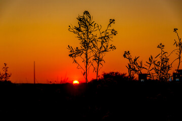 Silhouette of small tree with golden and orange sky during sunset on the first day of fall at the Bolsa Chica Ecological Reserve in Huntington Beach, CA.