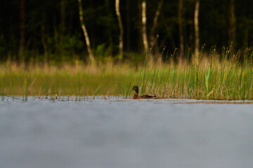 Waterbirds in Mayotte island