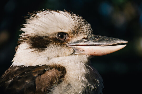 Kookaburra bird close up, side view (genus Dacelo)
