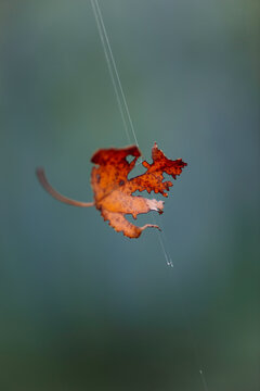 Photograph of a dry leaf hanging from a cobweb.