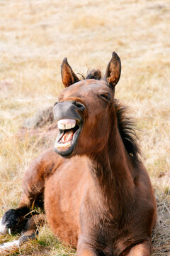 Laughing horse