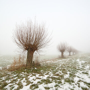 Pollarded willows in winter