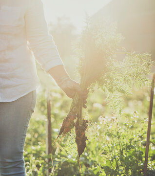 Woman Holding a Carrots