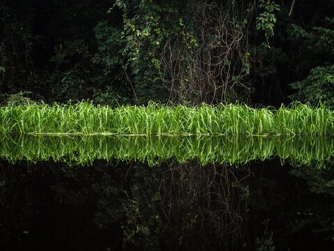 Tributary off the Amazon - Rio Negre river, Brazil