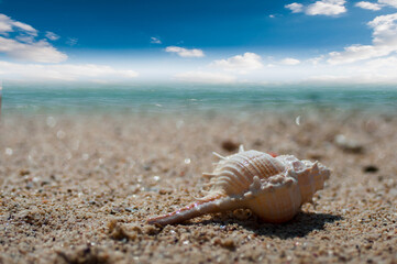 shell on the beach