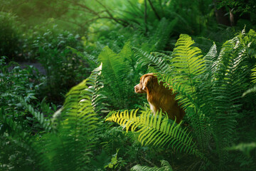 dog in the fern. Nova Scotia Duck Tolling Retriever in the forest. Tropics wood. pet in nature. 