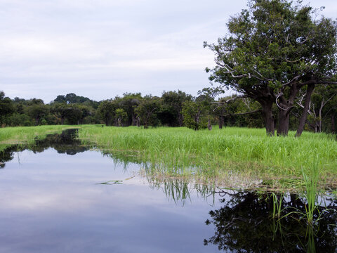 Tributary off the Amazon - Rio Negre river, Brazil