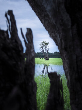 Tributary off the Amazon - Rio Negre river, Brazil