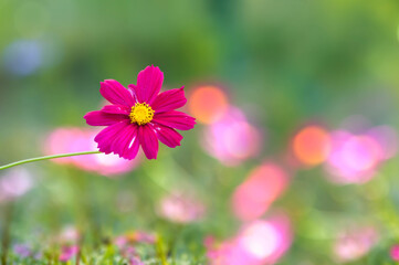 Fototapeta premium pink cosmos flowers