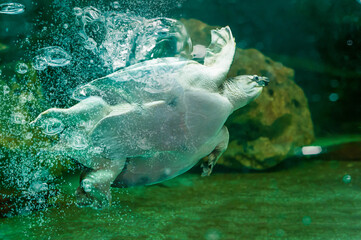 Obraz premium turtle swimming in the sea