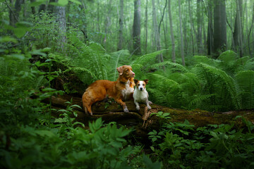 Two dogs together in the forest. Nova Scotia Duck Tolling Retriever and a Jack Russell Terrier. Tropics wood. pet in fern