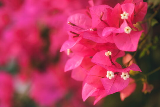 Bougainvillea