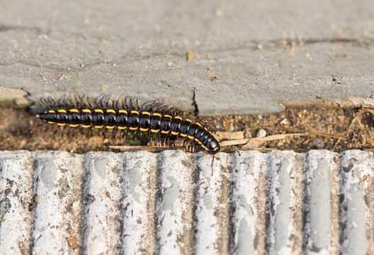 centipede