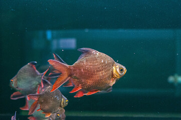 fish in aquarium