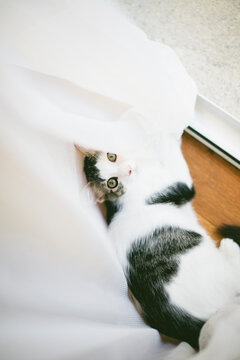 Kitten seen from above while playing with mosquito screen curtain in front of the door