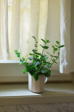 Fresh mint twigs in cup on kitchen windowsill