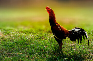 rooster in the grass