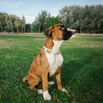 Boxer sitting in the grass