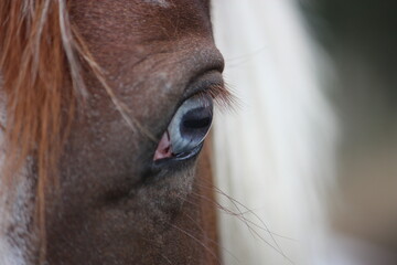 Closeup of a blue horse eye