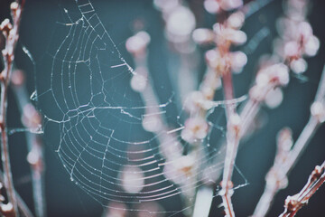 A small spiderweb amongst branches