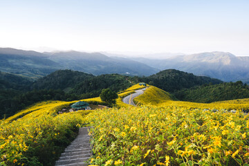 Tung Bua Tong, Mexican Sunflower famous destination at Maehongson, Thailand.