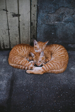 Twin cats sleeping together on the street in Bangkok