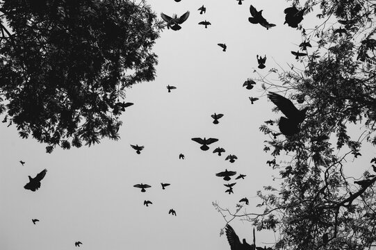 Flying